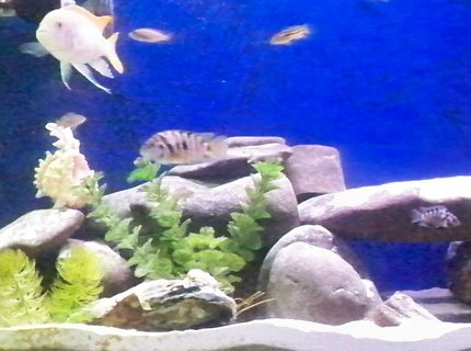 freshwater fish - archocentrus nigrofasciatus - black convict cichlid stocking in 55 gallons tank - 55 gallon freshwater fish - archocentrus nigrofasciatus - black convict cichlid stocking in 55 gallons tank - 55 gallon