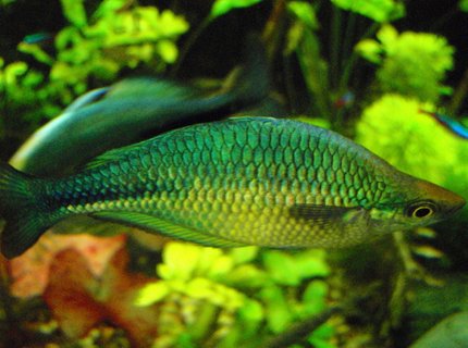 freshwater fish - melanotaenia splendida - australian rainbow stocking in 75 gallons tank - More rainbows, this one has the best flashes when he tries to sweet talk his lady friends. freshwater fish - melanotaenia splendida - australian rainbow stocking in 75 gallons tank - More rainbows, this one has the best flashes when he tries to sweet talk his lady friends.