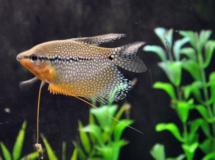 freshwater fish - trichogaster leeri - pearl gourami stocking in 55 gallons tank - Male pearl gourami. freshwater fish - trichogaster leeri - pearl gourami stocking in 55 gallons tank - Male pearl gourami.