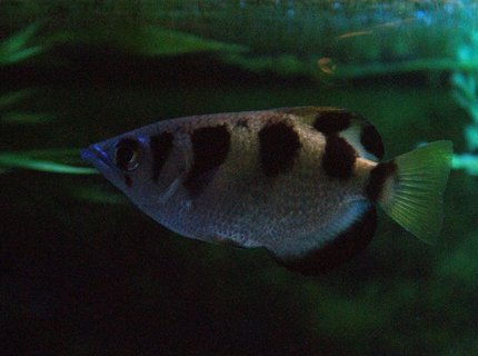 freshwater fish - toxotes jaculatrix - archer fish stocking in 180 gallons tank - Archer Fish freshwater fish - toxotes jaculatrix - archer fish stocking in 180 gallons tank - Archer Fish