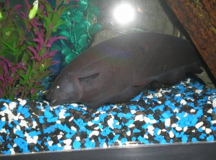 freshwater fish - apteronotus albifrons - black ghost knifefish stocking in 60 gallons tank - GhOST FISH!!! 12" freshwater fish - apteronotus albifrons - black ghost knifefish stocking in 60 gallons tank - GhOST FISH!!! 12"