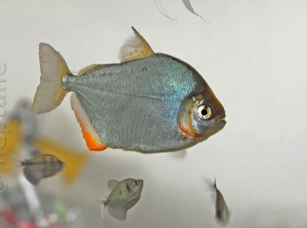 freshwater fish - metynnis argenteus - silver dollar stocking in 64 gallons tank - My Silver Dollars freshwater fish - metynnis argenteus - silver dollar stocking in 64 gallons tank - My Silver Dollars