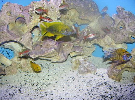 freshwater fish - aulonocara mamelela - lemon jake stocking in 92 gallons tank - Oddesa Barbs and cichlids freshwater fish - aulonocara mamelela - lemon jake stocking in 92 gallons tank - Oddesa Barbs and cichlids
