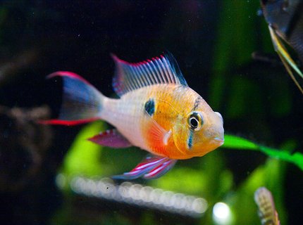 freshwater fish - microgeophagus altispinosa - bolivian ram stocking in 33 gallons tank - Bolivian Ram freshwater fish - microgeophagus altispinosa - bolivian ram stocking in 33 gallons tank - Bolivian Ram