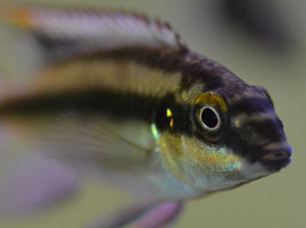freshwater fish - pelvicachromis pulcher - kribensis cichlid stocking in 200 gallons tank - Male Kribensis up close freshwater fish - pelvicachromis pulcher - kribensis cichlid stocking in 200 gallons tank - Male Kribensis up close