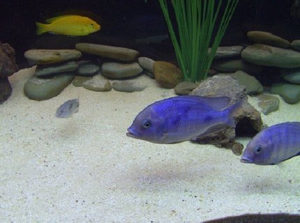freshwater fish - cyrtocara moorii - blue dolphin cichlid stocking in 90 gallons tank - Two of my young adult Blue Dolphin African Cichlids along with a baby Blue Dolphin African Cichlid. In the background there's an Electric Yellow African Cichlid. freshwater fish - cyrtocara moorii - blue dolphin cichlid stocking in 90 gallons tank - Two of my young adult Blue Dolphin African Cichlids along with a baby Blue Dolphin African Cichlid. In the background there's an Electric Yellow African Cichlid.