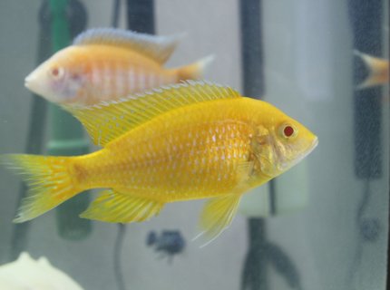 freshwater fish - aulonocara baenschi - sunshine peacock stocking in 55 gallons tank - Albino Sunshine Peacock freshwater fish - aulonocara baenschi - sunshine peacock stocking in 55 gallons tank - Albino Sunshine Peacock