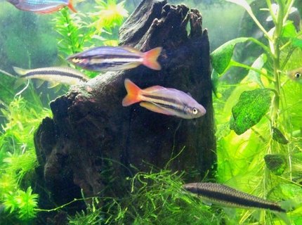 freshwater fish - melanotaenia splendida - australian rainbow stocking in 55 gallons tank - m. splendida australis freshwater fish - melanotaenia splendida - australian rainbow stocking in 55 gallons tank - m. splendida australis