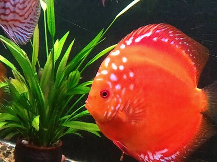 freshwater fish - symphysodon sp. - red marlboro discus stocking in 20 gallons tank - See my red malboro Discus freshwater fish - symphysodon sp. - red marlboro discus stocking in 20 gallons tank - See my red malboro Discus