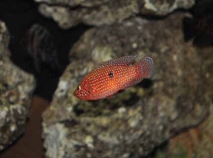 freshwater fish - hemichromis bimaculatus - jewel cichlid stocking in 100 gallons tank - Jewelery chicklet freshwater fish - hemichromis bimaculatus - jewel cichlid stocking in 100 gallons tank - Jewelery chicklet