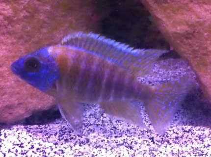 freshwater fish - aulonocara stuartgranti - peacock cichlid stocking in 55 gallons tank - Picture of one of my Peacocks. freshwater fish - aulonocara stuartgranti - peacock cichlid stocking in 55 gallons tank - Picture of one of my Peacocks.