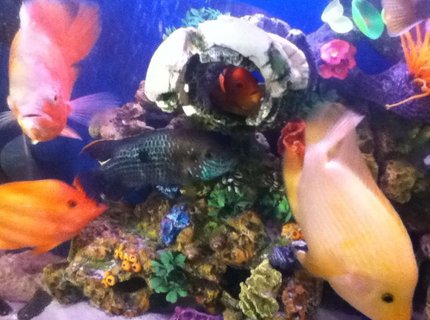 freshwater fish - aequidens rivulatus - green terror stocking in 50 gallons tank freshwater fish - aequidens rivulatus - green terror stocking in 50 gallons tank