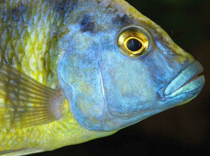 freshwater fish - nimbochromis venustus - venustus cichlid stocking in 50 gallons tank - Nimbochromis Venustus - Male freshwater fish - nimbochromis venustus - venustus cichlid stocking in 50 gallons tank - Nimbochromis Venustus - Male