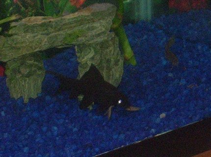 freshwater fish - labeo chrysophekadion - black shark stocking in 29 gallons tank - 3.5" Black Shark
Keep on dark soil and they will be jet black. freshwater fish - labeo chrysophekadion - black shark stocking in 29 gallons tank - 3.5" Black Shark
Keep on dark soil and they will be jet black.
