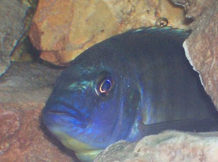 freshwater fish - nimbochromis venustus - venustus cichlid stocking in 30 gallons tank - African Cichlid tank freshwater fish - nimbochromis venustus - venustus cichlid stocking in 30 gallons tank - African Cichlid tank