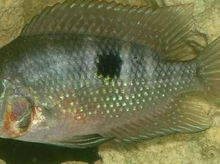 freshwater fish - thorichthys meeki - firemouth cichlid stocking in 55 gallons tank - My Infant Firemouth Cichlid freshwater fish - thorichthys meeki - firemouth cichlid stocking in 55 gallons tank - My Infant Firemouth Cichlid