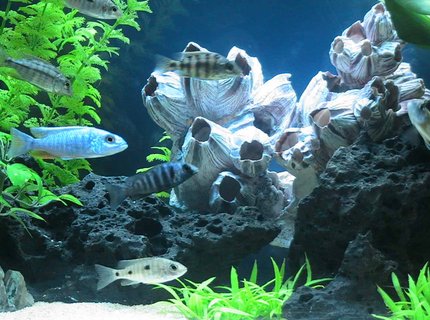 freshwater fish - aulonocara stuartgranti - peacock cichlid stocking in 55 gallons tank - Peacock Cichlids freshwater fish - aulonocara stuartgranti - peacock cichlid stocking in 55 gallons tank - Peacock Cichlids
