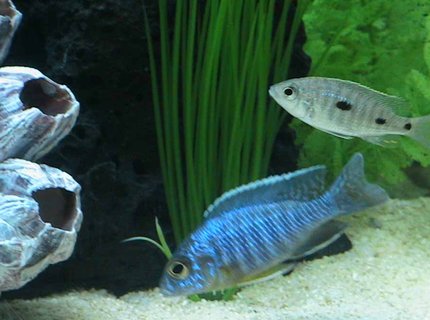 freshwater fish - aulonocara stuartgranti - peacock cichlid stocking in 55 gallons tank - Baby Peacock Cichlids freshwater fish - aulonocara stuartgranti - peacock cichlid stocking in 55 gallons tank - Baby Peacock Cichlids