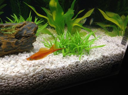 freshwater fish - xiphophorus helleri - swordtail stocking in 29 gallons tank - swordtail freshwater fish - xiphophorus helleri - swordtail stocking in 29 gallons tank - swordtail