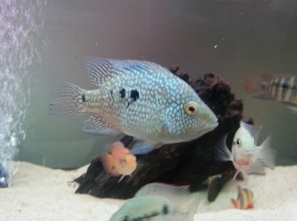 freshwater fish - herichthys carpinte - green texas cichlid stocking in 40 gallons tank - Texas ciclid freshwater fish - herichthys carpinte - green texas cichlid stocking in 40 gallons tank - Texas ciclid