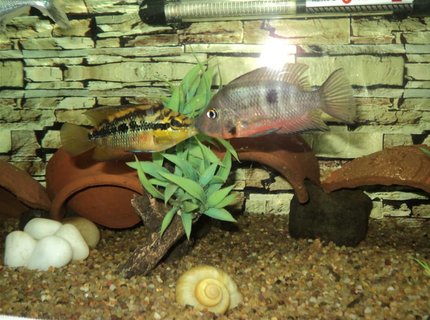 freshwater fish - thorichthys meeki - firemouth cichlid stocking in 75 gallons tank - Salvini & Firemouth.. head to head.. fighting freshwater fish - thorichthys meeki - firemouth cichlid stocking in 75 gallons tank - Salvini & Firemouth.. head to head.. fighting