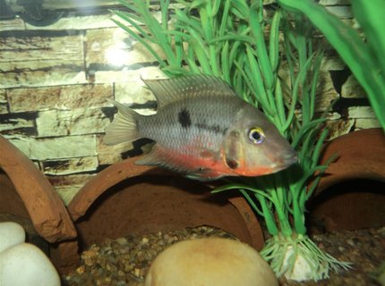 freshwater fish - thorichthys meeki - firemouth cichlid stocking in 75 gallons tank - Firemouth freshwater fish - thorichthys meeki - firemouth cichlid stocking in 75 gallons tank - Firemouth