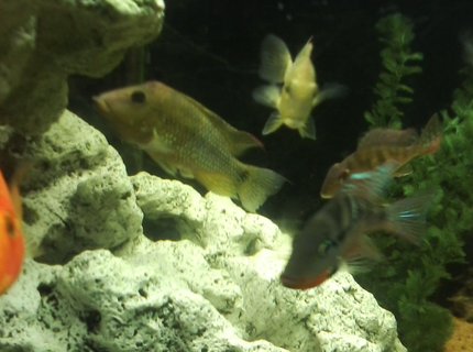 freshwater fish - thorichthys meeki - firemouth cichlid stocking in 135 gallons tank - EARTH EATERS AND FIREMOUTH freshwater fish - thorichthys meeki - firemouth cichlid stocking in 135 gallons tank - EARTH EATERS AND FIREMOUTH