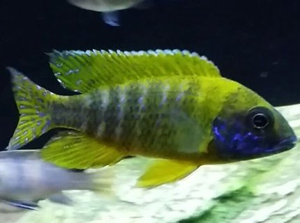 freshwater fish - aulonocara baenschi - sunshine peacock stocking in 55 gallons tank - Sunshine Peacock freshwater fish - aulonocara baenschi - sunshine peacock stocking in 55 gallons tank - Sunshine Peacock