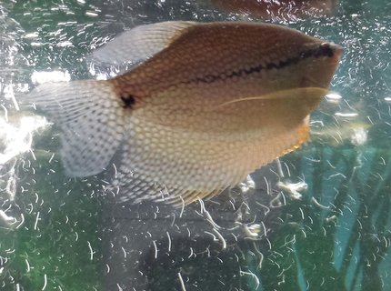 freshwater fish - trichogaster leeri - pearl gourami stocking in 55 gallons tank - Pearly.Our pearl gourami freshwater fish - trichogaster leeri - pearl gourami stocking in 55 gallons tank - Pearly.Our pearl gourami
