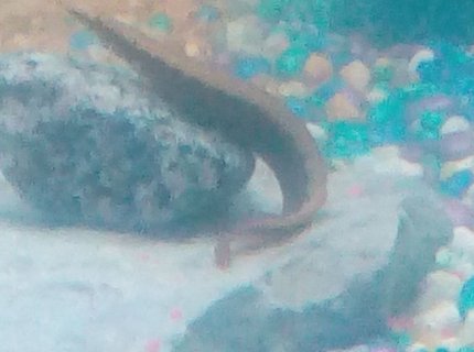 freshwater fish stocking in 30 gallons tank - This is Michael Bubble-ay (get it), he is a young peacock eel and he acts like he owns the tank, hes not known for messing around much, one could even say hes the r-eel d-eel. freshwater fish stocking in 30 gallons tank - This is Michael Bubble-ay (get it), he is a young peacock eel and he acts like he owns the tank, hes not known for messing around much, one could even say hes the r-eel d-eel.