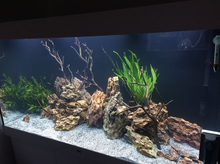 freshwater fish stocking in 350 gallons tank - Malawi Cichlids freshwater fish stocking in 350 gallons tank - Malawi Cichlids