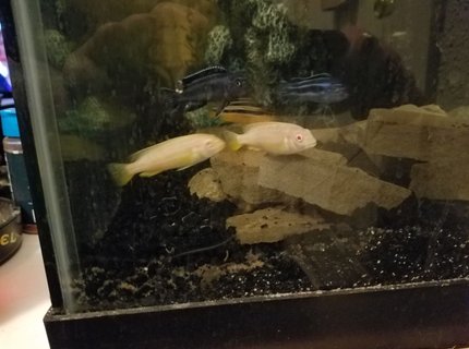 freshwater fish stocking in 40 gallons tank - Power struggle between two albino auratus and female auratus while two unlikely johanni suiters look on. freshwater fish stocking in 40 gallons tank - Power struggle between two albino auratus and female auratus while two unlikely johanni suiters look on.