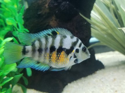 freshwater fish stocking in 55 gallons tank - My female Convict cichlid. freshwater fish stocking in 55 gallons tank - My female Convict cichlid.