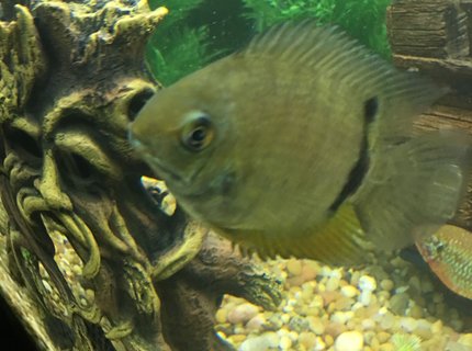 freshwater fish stocking in 150 gallons tank - Popeye freshwater fish stocking in 150 gallons tank - Popeye