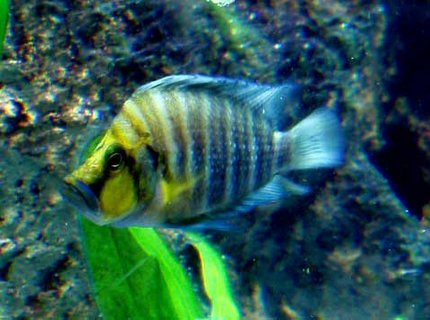 freshwater fish - altolamprologus compressicep - gold head compressicep cichlid stocking in 125 gallons tank - Going for Gold, my gold head comp poses like the diva he is. freshwater fish - altolamprologus compressicep - gold head compressicep cichlid stocking in 125 gallons tank - Going for Gold, my gold head comp poses like the diva he is.