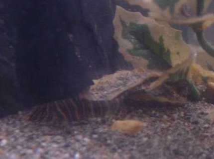 freshwater fish - botia striata - striata botia loach stocking in 90 gallons tank - Terrance, our Zebra Loach. freshwater fish - botia striata - striata botia loach stocking in 90 gallons tank - Terrance, our Zebra Loach.