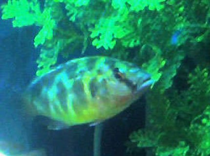 freshwater fish - nimbochromis venustus - venustus cichlid stocking in 50 gallons tank - venustus freshwater fish - nimbochromis venustus - venustus cichlid stocking in 50 gallons tank - venustus
