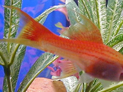 freshwater fish - xiphophorus helleri - assorted swordtail stocking in 50 gallons tank - female swordtail - one of our favorites - died last week - RIP freshwater fish - xiphophorus helleri - assorted swordtail stocking in 50 gallons tank - female swordtail - one of our favorites - died last week - RIP