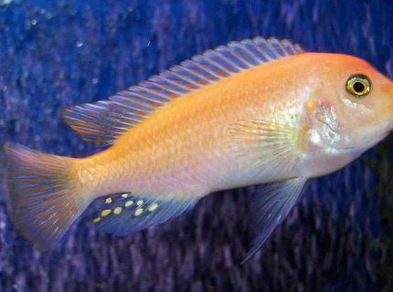 freshwater fish - pseudotropheus estherae - red zebra cichlid stocking in 55 gallons tank - Red Zebra freshwater fish - pseudotropheus estherae - red zebra cichlid stocking in 55 gallons tank - Red Zebra