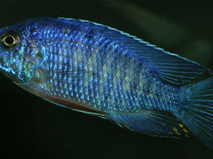 freshwater fish - aulonocara stuartgranti - peacock cichlid stocking in 155 gallons tank - My royal peacock freshwater fish - aulonocara stuartgranti - peacock cichlid stocking in 155 gallons tank - My royal peacock