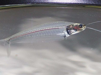freshwater fish - kryptopterus bicirrhis - ghost glass cat stocking in 75 gallons tank - Closeup of Asian Glasscat freshwater fish - kryptopterus bicirrhis - ghost glass cat stocking in 75 gallons tank - Closeup of Asian Glasscat