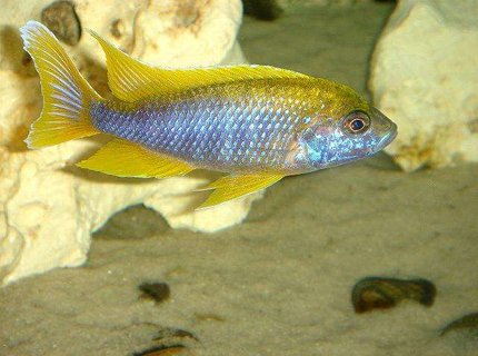 freshwater fish - aulonocara mamelela - lemon jake stocking in 20 gallons tank - Lemon Jake freshwater fish - aulonocara mamelela - lemon jake stocking in 20 gallons tank - Lemon Jake