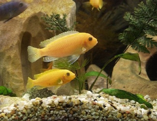 freshwater fish - pseudotropheus estherae - red zebra cichlid freshwater fish - pseudotropheus estherae - red zebra cichlid