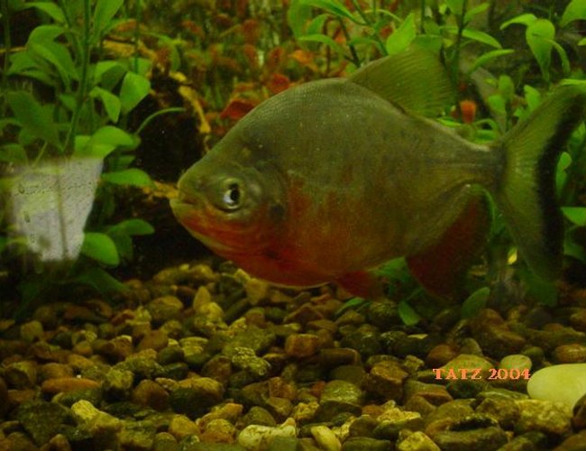 freshwater fish - pygocentrus nattereri - redbellied pirhana - I have 4 freshwater tanks and one brackish, 55g,35g,20g,10g and a betta tank. Love them all freshwater fish - pygocentrus nattereri - redbellied pirhana - I have 4 freshwater tanks and one brackish, 55g,35g,20g,10g and a betta tank. Love them all