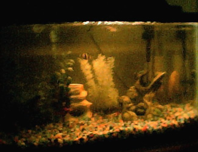 freshwater fish - puntius tetrazona - tiger barb freshwater fish - puntius tetrazona - tiger barb
