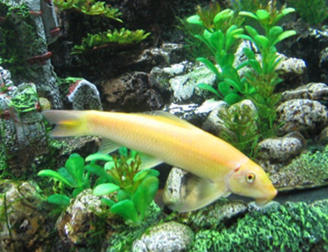 freshwater fish - gyrinocheilos aymonieri - gold algae eater - I have a 55 Gallon Freshwater Tank... I have 1 Neon Tetra (19 died), 3 Black Skirt Tetras, 3 Gold Algae Eaters, 1 Gold Snail, and 1 Blue Gourami... I'll be tossing in a Piranha soon... just kiddin! freshwater fish - gyrinocheilos aymonieri - gold algae eater - I have a 55 Gallon Freshwater Tank... I have 1 Neon Tetra (19 died), 3 Black Skirt Tetras, 3 Gold Algae Eaters, 1 Gold Snail, and 1 Blue Gourami... I'll be tossing in a Piranha soon... just kiddin!