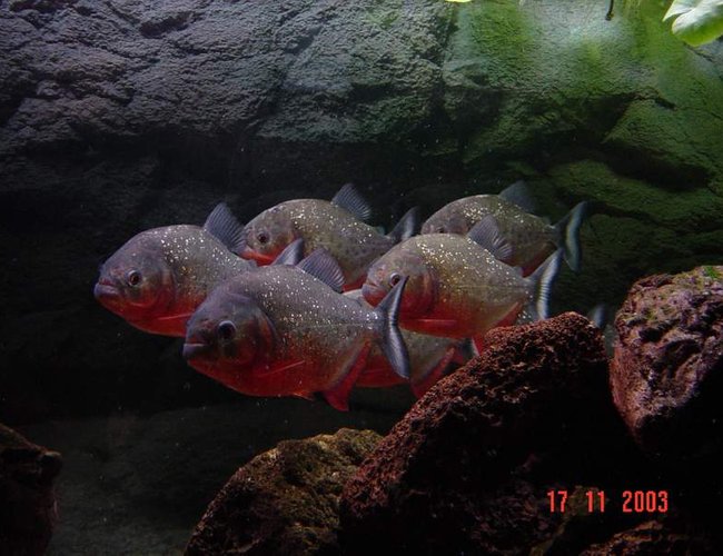 freshwater fish - pygocentrus nattereri - redbellied pirhana freshwater fish - pygocentrus nattereri - redbellied pirhana