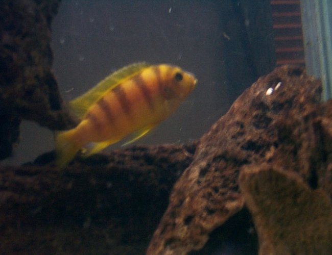 freshwater fish - metriaclima lombardoi - kenyi cichlid freshwater fish - metriaclima lombardoi - kenyi cichlid