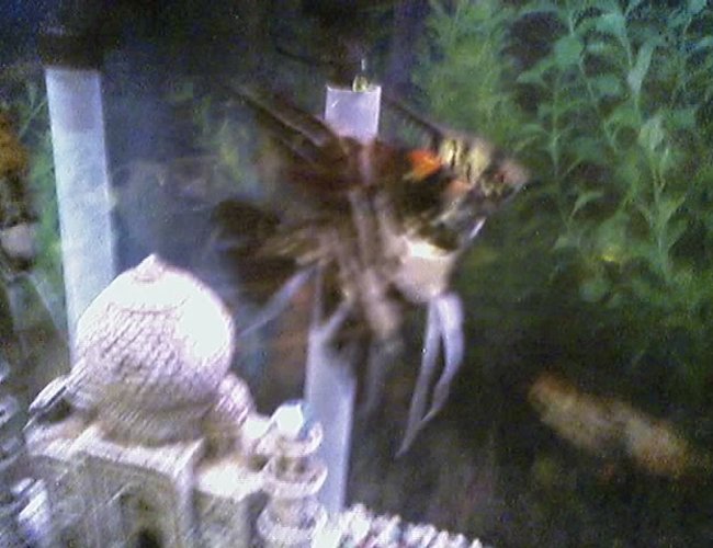 freshwater fish - pterophyllum sp. - koi angel - I have about 75 freshwater tanks. I breed Angelfish of all varietys, albino plecos, and many types of guppies. I am also currently breeding red brick and red velvet swords. freshwater fish - pterophyllum sp. - koi angel - I have about 75 freshwater tanks. I breed Angelfish of all varietys, albino plecos, and many types of guppies. I am also currently breeding red brick and red velvet swords.