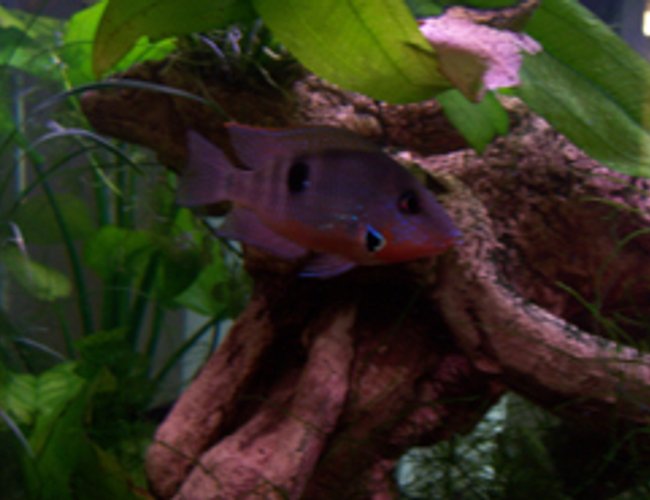 freshwater fish - thorichthys meeki - firemouth cichlid stocking in 46 gallons tank - Here is the Fire Mouth which will be in exile very soon, Way to agressive with the other fish including those which are 3 or 4 times bigger than him. One interesting note is that he protects the Feeder Gold fish form the predator fish. freshwater fish - thorichthys meeki - firemouth cichlid stocking in 46 gallons tank - Here is the Fire Mouth which will be in exile very soon, Way to agressive with the other fish including those which are 3 or 4 times bigger than him. One interesting note is that he protects the Feeder Gold fish form the predator fish.